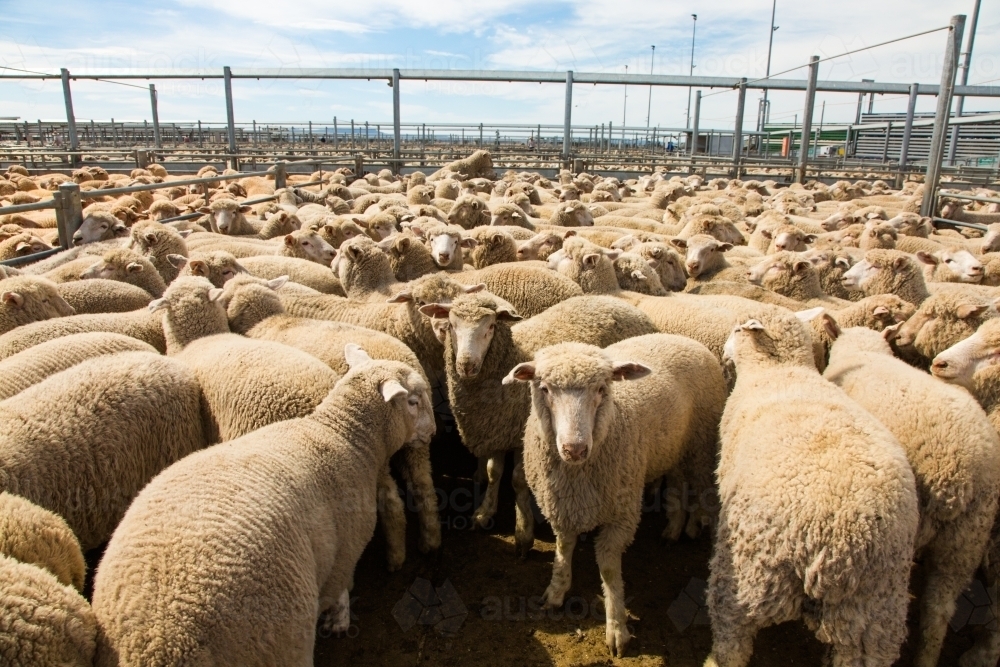 Lambs in a saleyard pen at a livestock auction at forbes - Australian Stock Image