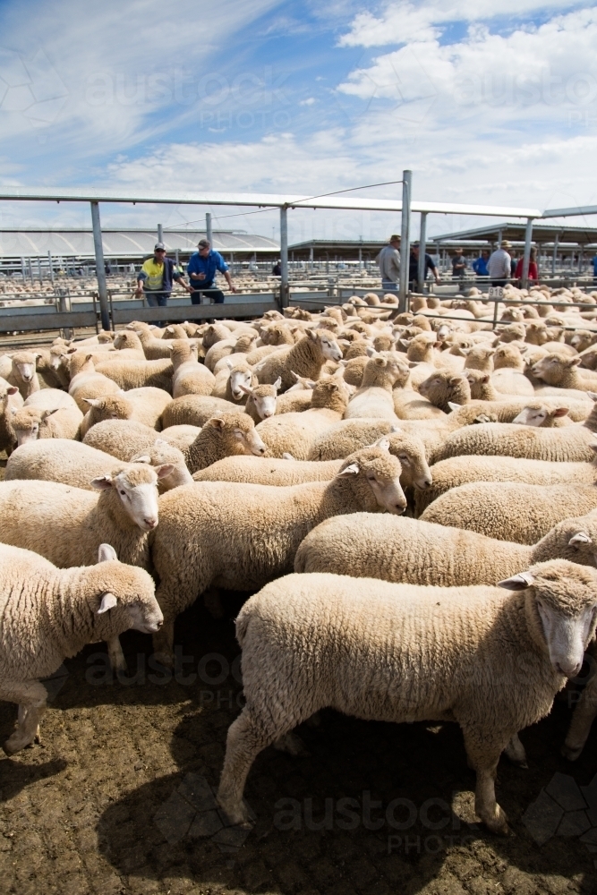 Lambs in a saleyard pen at a livestock auction at forbes - Australian Stock Image
