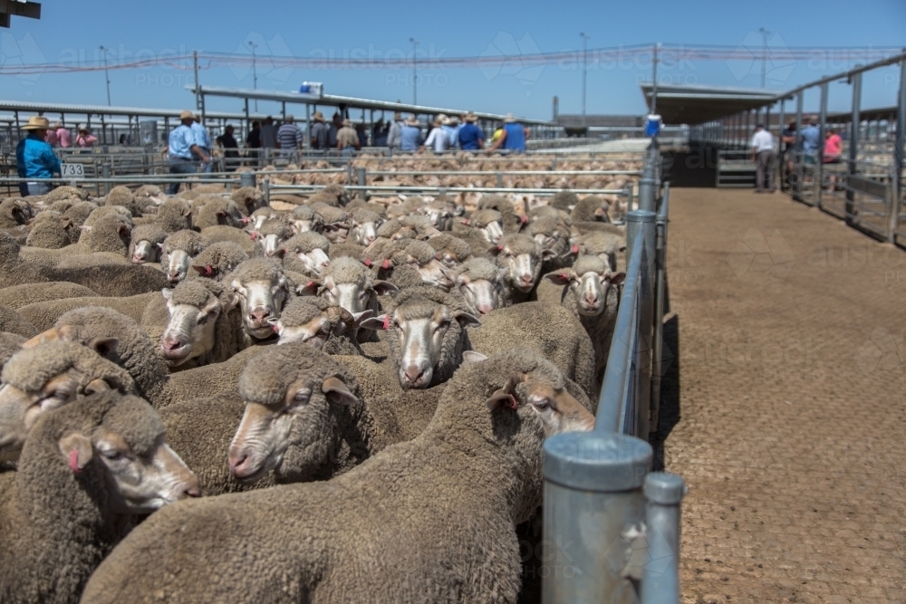merino sheep in a saleyard pen at a livestock auction at forbes - Australian Stock Image