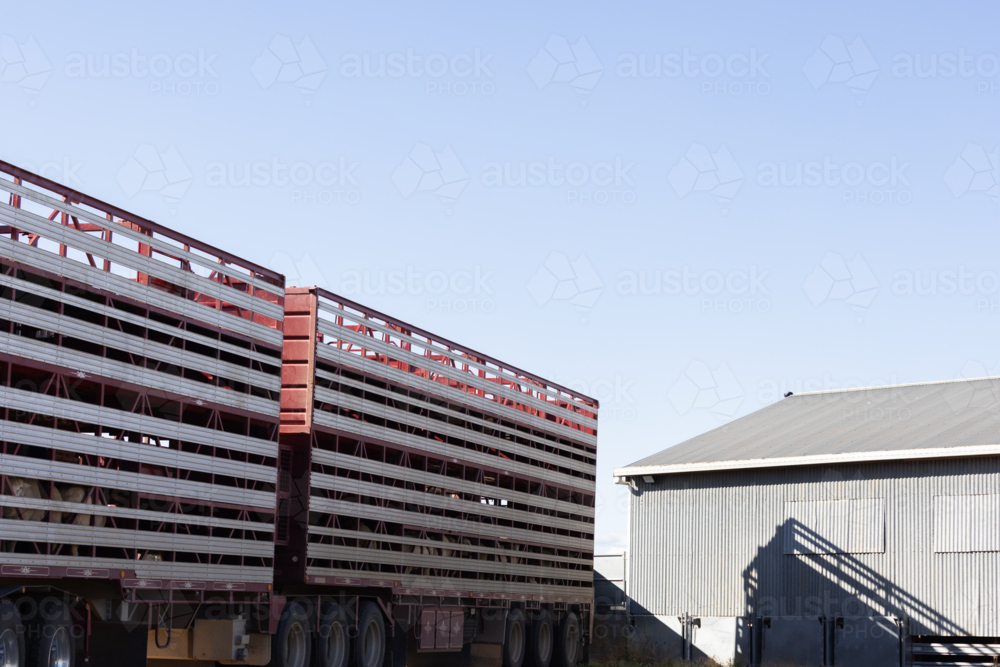 lambs loading on a b double truck (stock crate) to go to market - Australian Stock Image