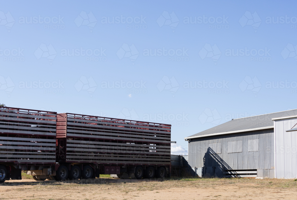 lambs loading on a stock crate to go to market with shearing shed - Australian Stock Image