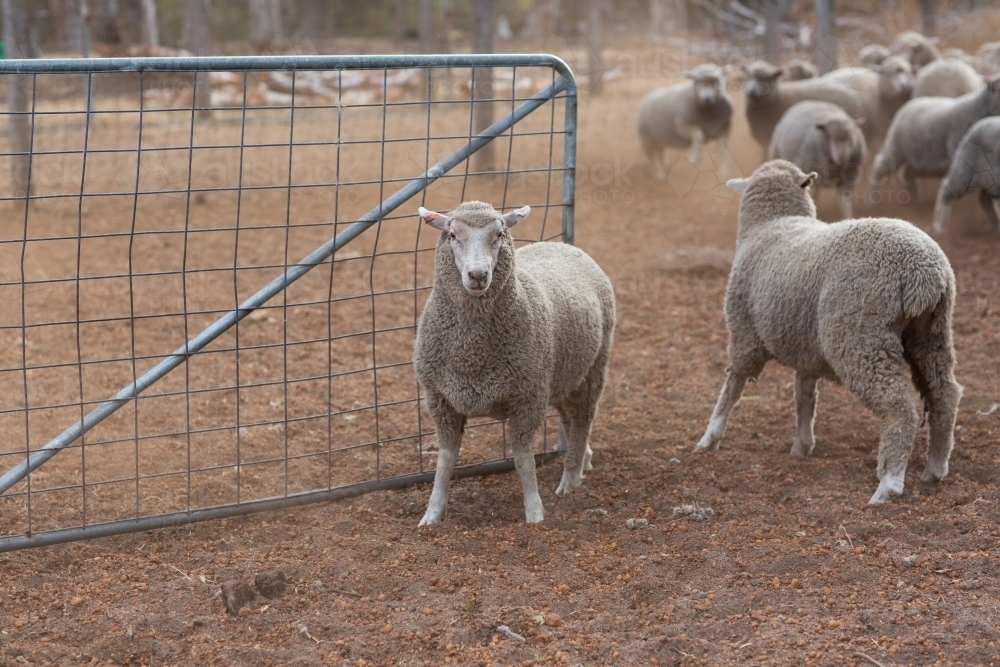 Lambs near gate in sheep yards - Australian Stock Image