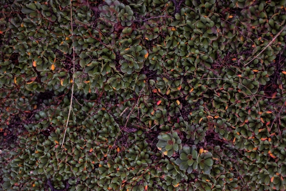Land covering of coastal plants - Australian Stock Image