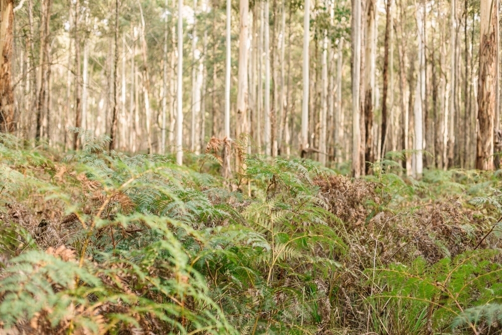 Landscape image in the bush with a close up of ferns and dense trees in the background - Australian Stock Image