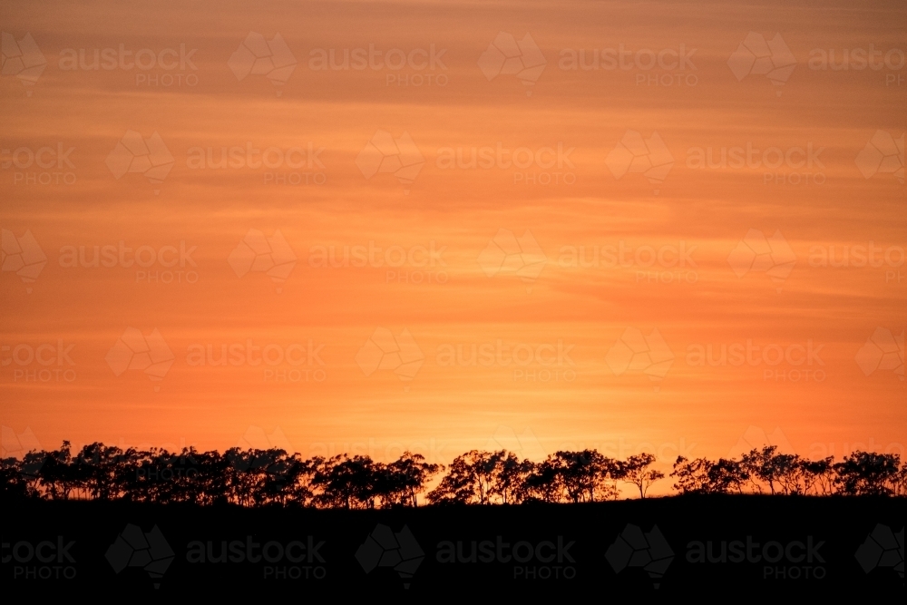 Landscape long shot of silhouette of row of trees with orange hue sunset - Australian Stock Image