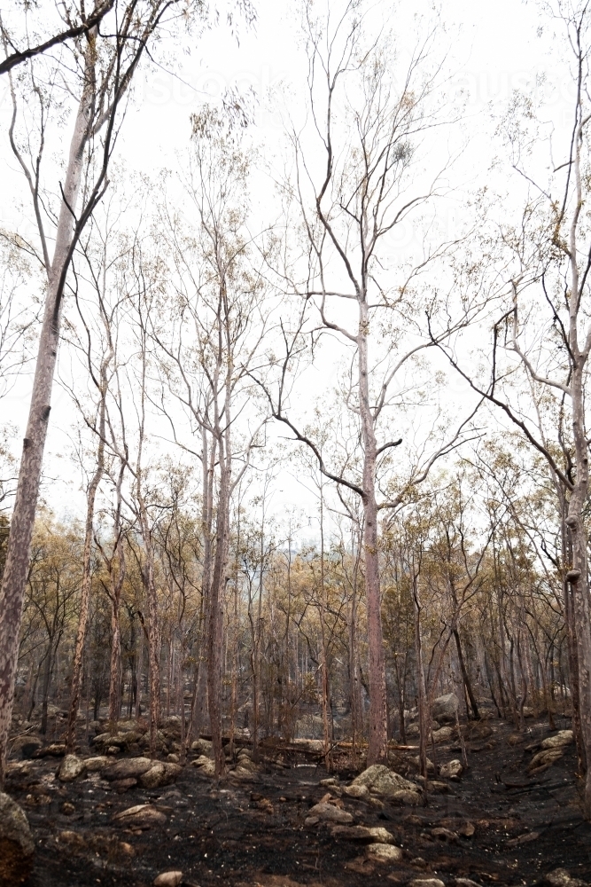 Landscape of burnt undergrowth after backburning operation - Australian Stock Image