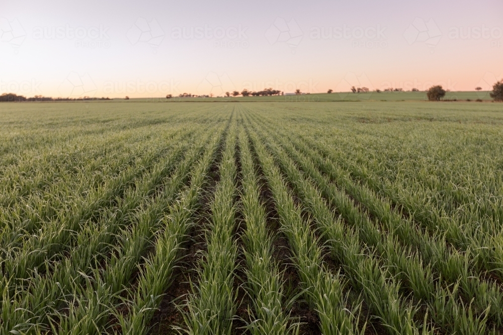 Landscape of cereal crop rows at sunrise - Australian Stock Image
