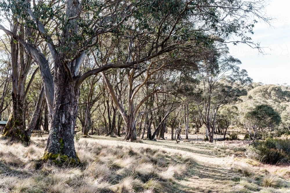 Landscape of dry grass and gum trees - Australian Stock Image