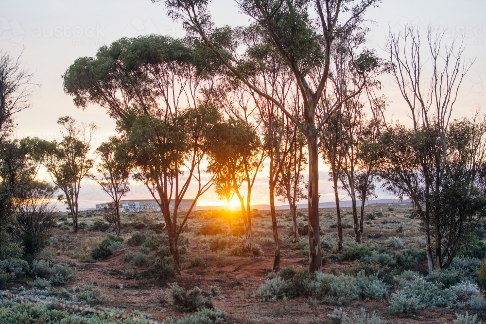 Landscape of outback during sunrise - Australian Stock Image