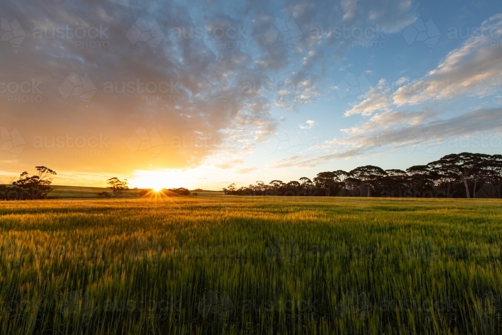 landscape of setting sun over farming land with green cereal crop - Australian Stock Image