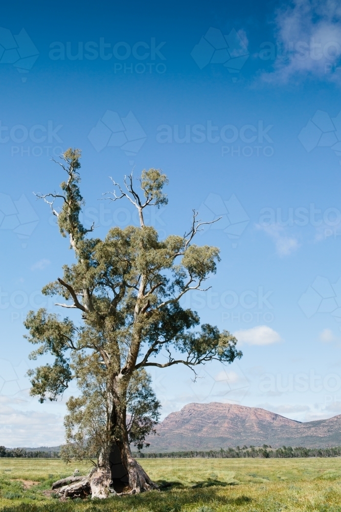 Landscape of the Cazneaux Tree in the Flinders Ranges - Australian Stock Image