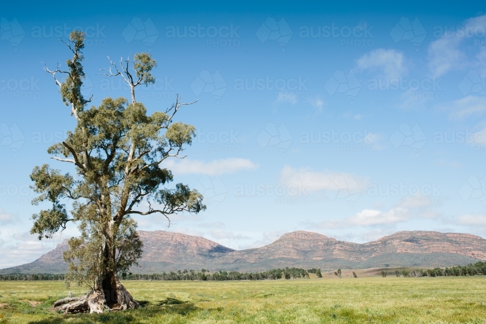 Landscape of the Cazneaux Tree in the Flinders Ranges - Australian Stock Image