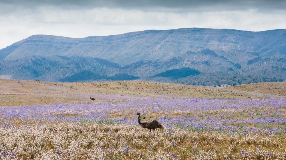 Landscape of the Flinders Ranges with wild flowers and emu - Australian Stock Image