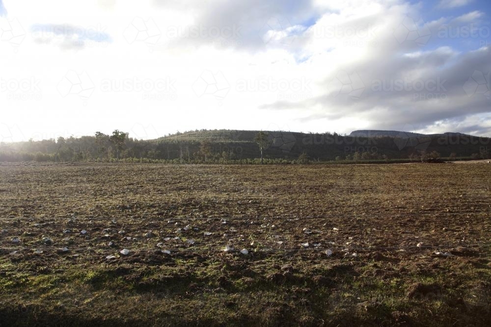 Landscape of trampled turnips in paddock in afternoon light - Australian Stock Image