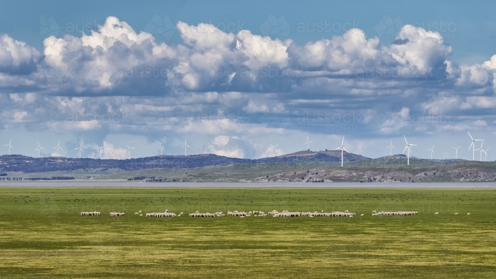 Landscape of wind turbines along edge of Lake George & grazing sheep - Australian Stock Image