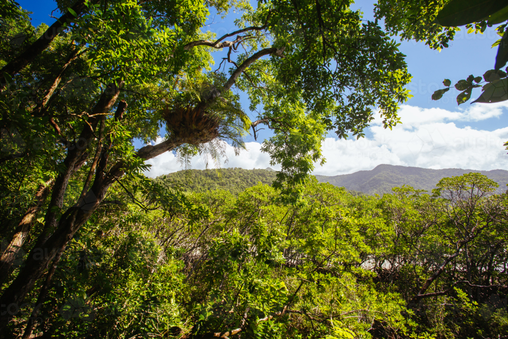 Landscape on the walk to Cape Tribulation Beach Lookout in the Daintree, Queensland, Australia - Australian Stock Image