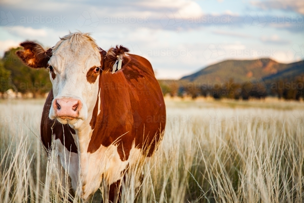 Landscape photo of breeding beef cow in long grass at farm paddock - Australian Stock Image