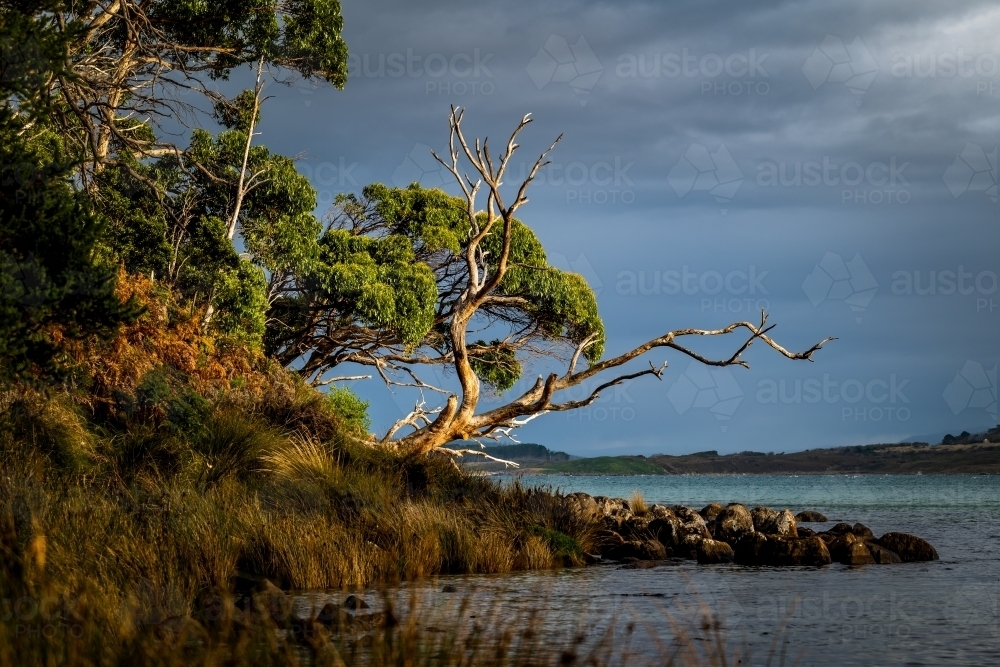 landscape scene of dead tree by the waters edge - Australian Stock Image
