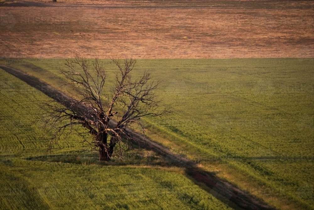 Landscape shot of a dead tree in the middle of a big field - Australian Stock Image