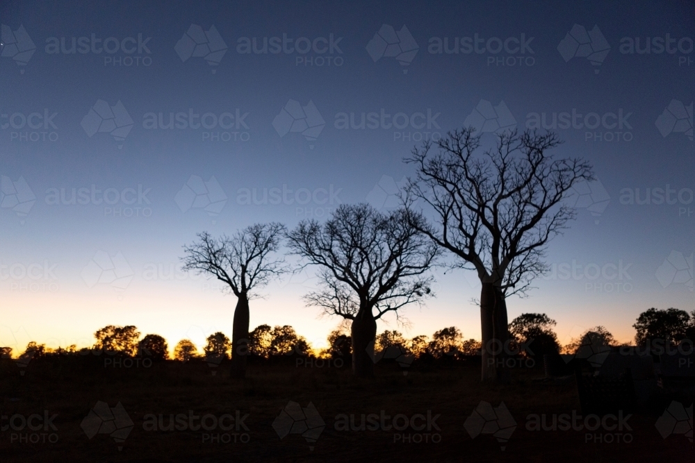 landscape shot of three tall Boab trees at sunset - Australian Stock Image
