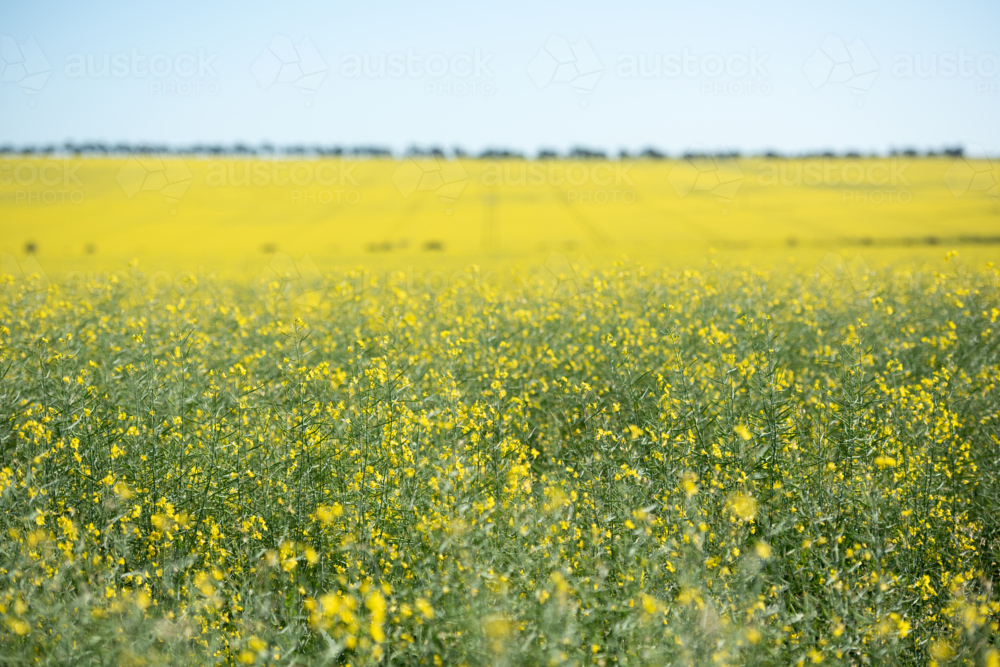 landscape view of a blooming canola field - Australian Stock Image