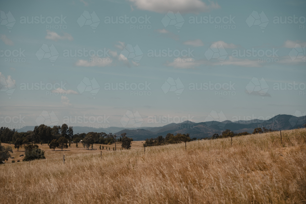 landscape view of a golden paddock with distant blue mountains - Australian Stock Image