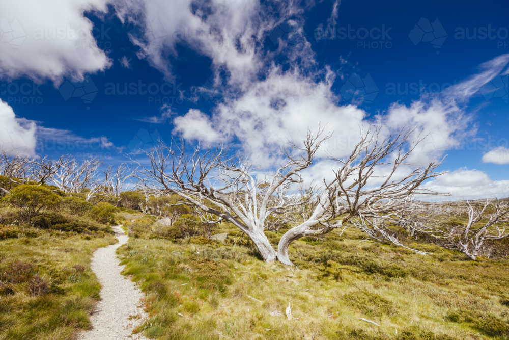 Landscape views along the Porcupine Walking Track on a summer's day in Kosciuszko National Park, - Australian Stock Image