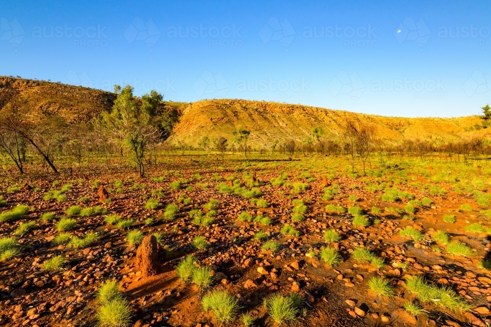 Landscape with lime green spinifex glowing in the afternoon sun against red soil with long shadows. - Australian Stock Image