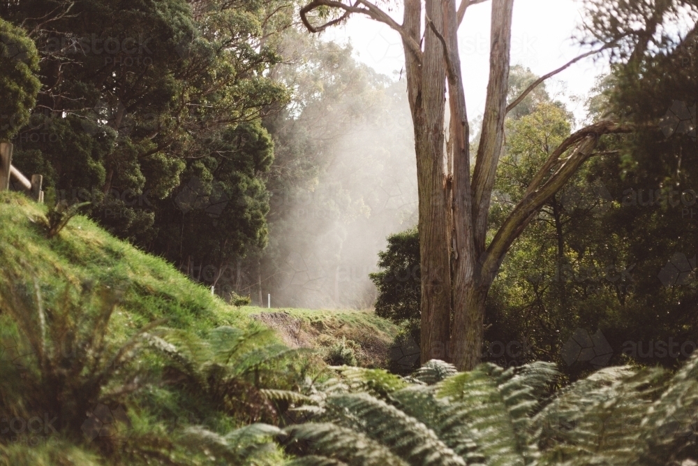 Landscape with Tasmanian forest and fog - Australian Stock Image