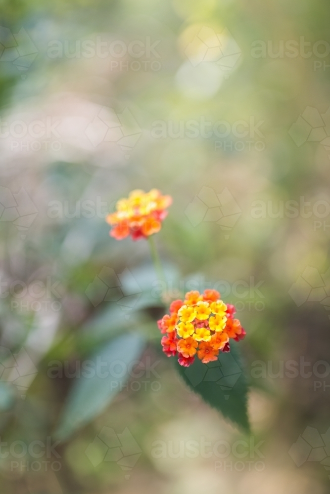 Lantana flowers growing in native bushland - Australian Stock Image