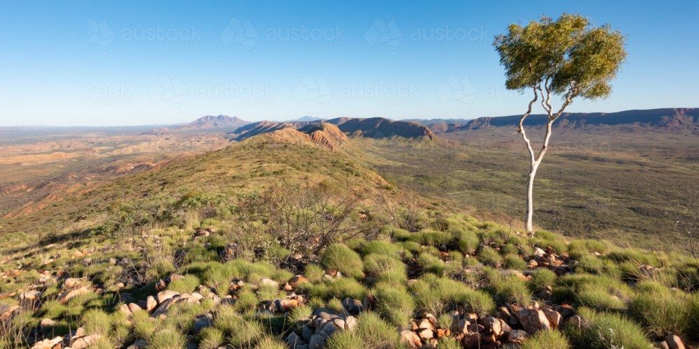 Larapinta Trail landscape mountain view with gum tree - Australian Stock Image