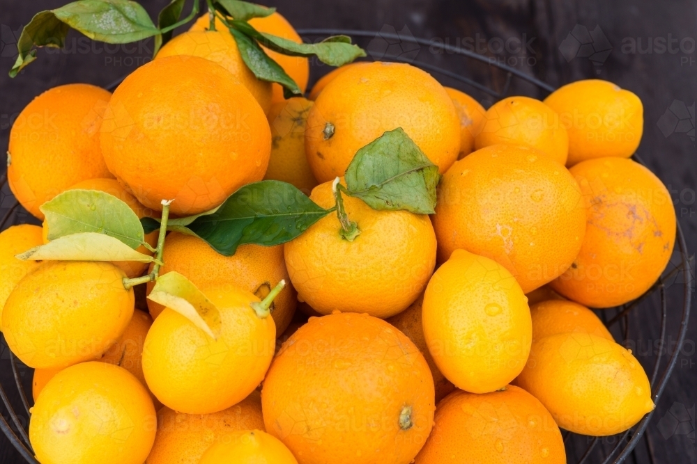 large basket of organic oranges - Australian Stock Image