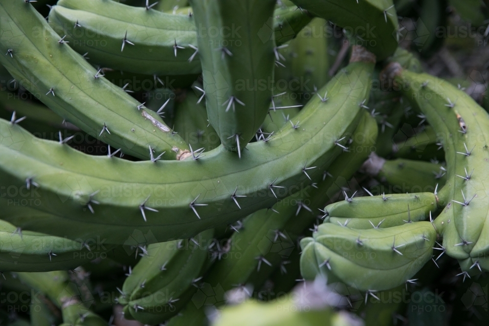 Large Cactus Queens Garden Townsville - Australian Stock Image