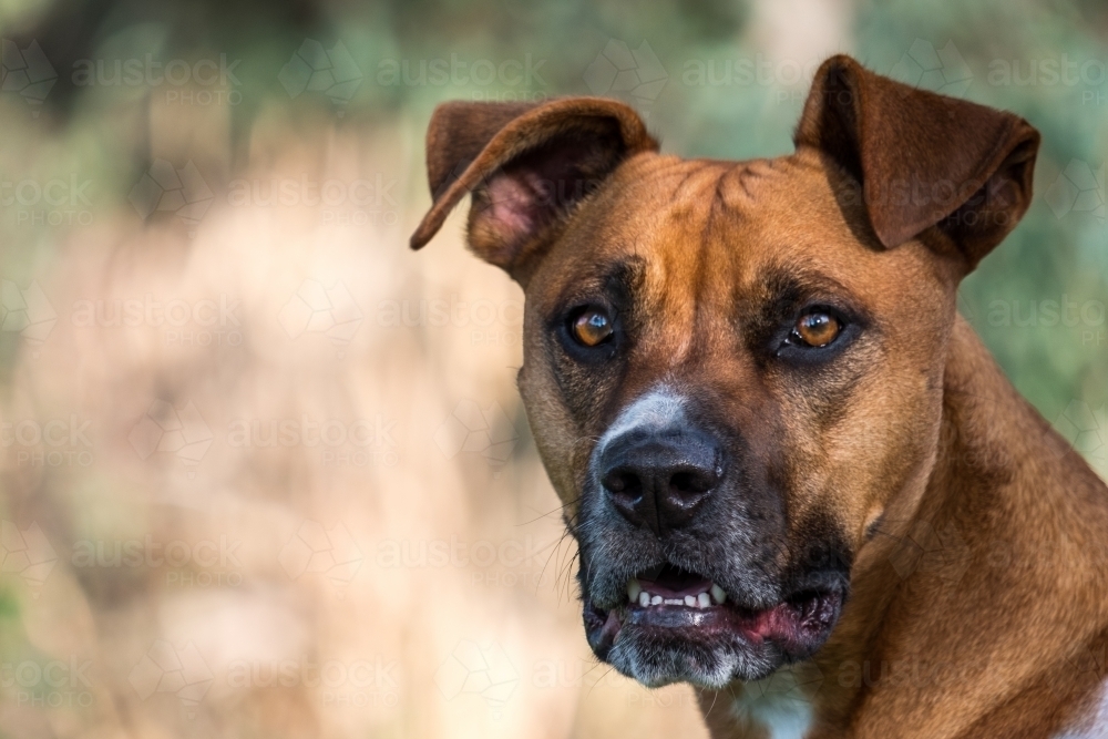Large crossbreed brown dog portrait - Australian Stock Image