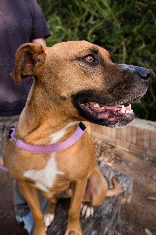 Large Crossbreed brown dog sitting panting - Australian Stock Image