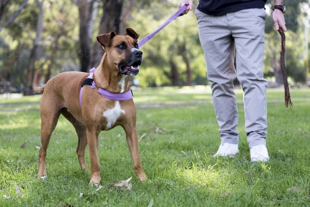 Crossbreed Image of Large crossbreed dog standing next to male owner - Austockphoto