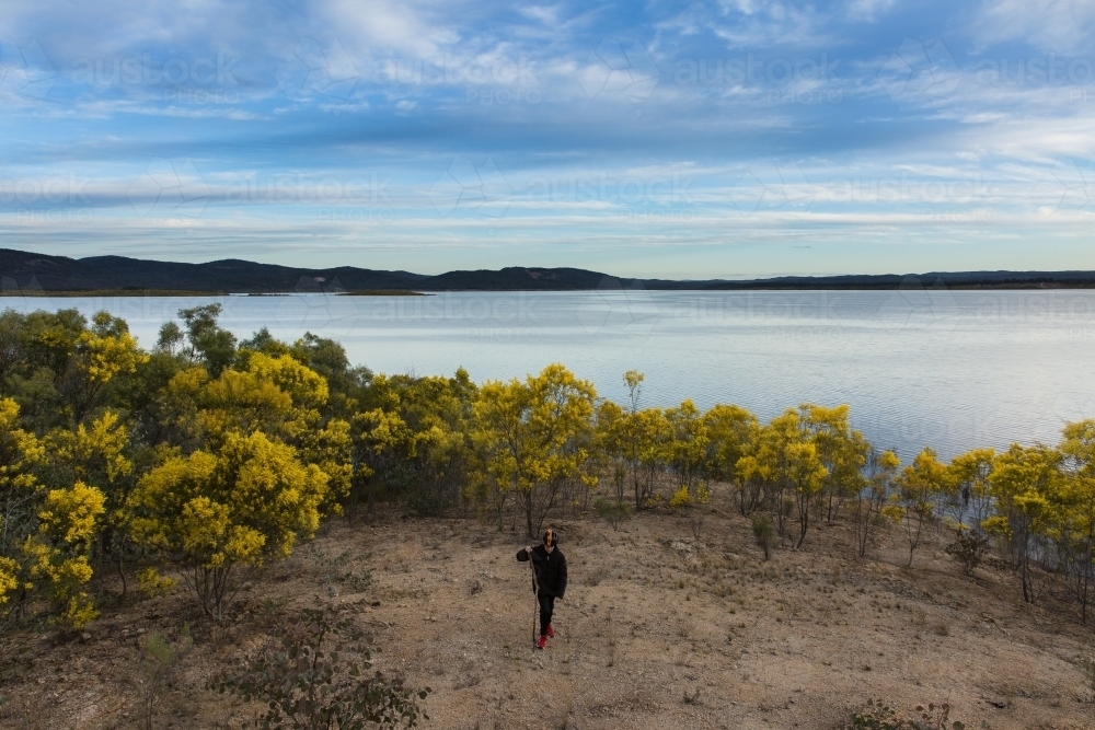 Large dam of water with boy walking with stick through wattle trees - Australian Stock Image
