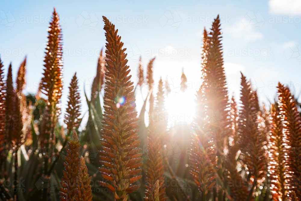 Large display of Red Hot Poker flower spikes in the Adelaide Botanic Gardens with vibrant sun flare - Australian Stock Image