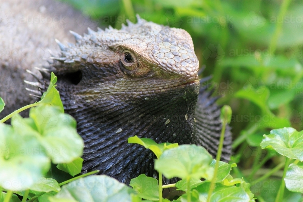 Large Eastern Bearded Dragon (Pogona barbata) reptile in backyard - Australian Stock Image