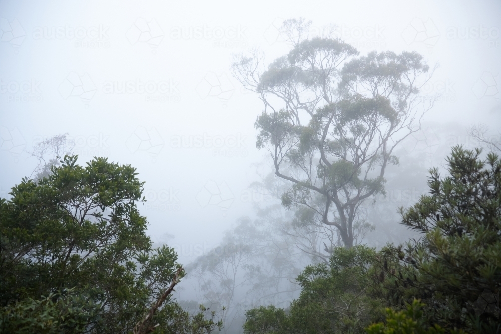Large eucalypt tree in mist - Australian Stock Image
