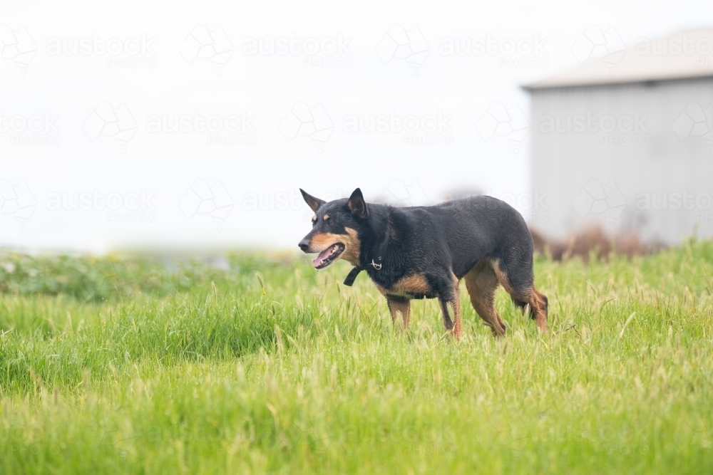 Image of Large farm dog running through grass on farm - Austockphoto