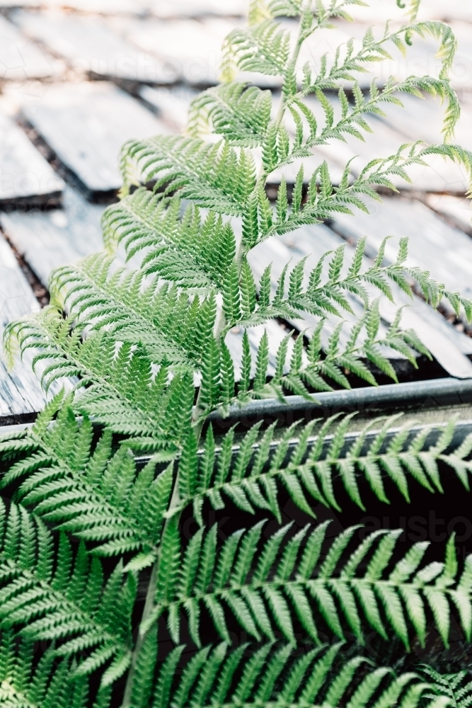 Image of large fern frond against an old roof - Austockphoto