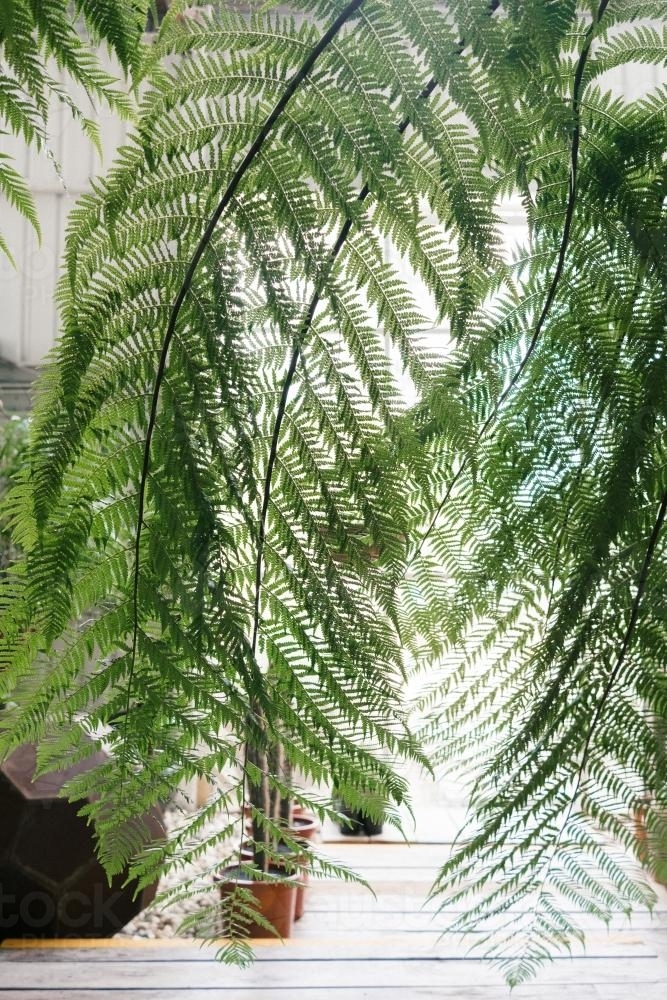 Image of Large fern plant Austockphoto