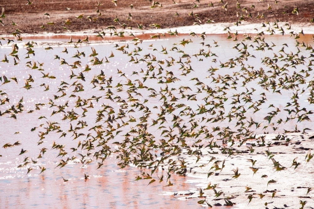 Large flock of wild green budgerigars in the red outback drinking water at a waterhole - Australian Stock Image
