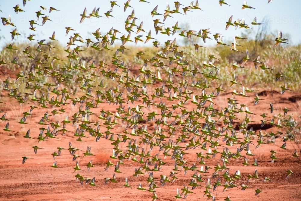 Large flock of wild green budgerigars in the red outback flying - Australian Stock Image