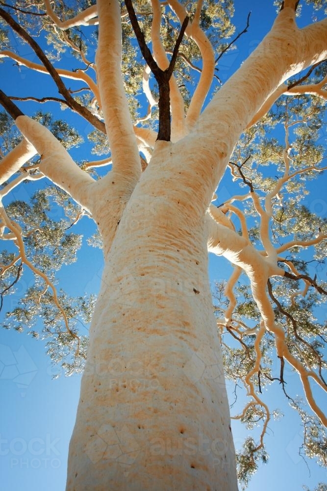 images of ghost gums