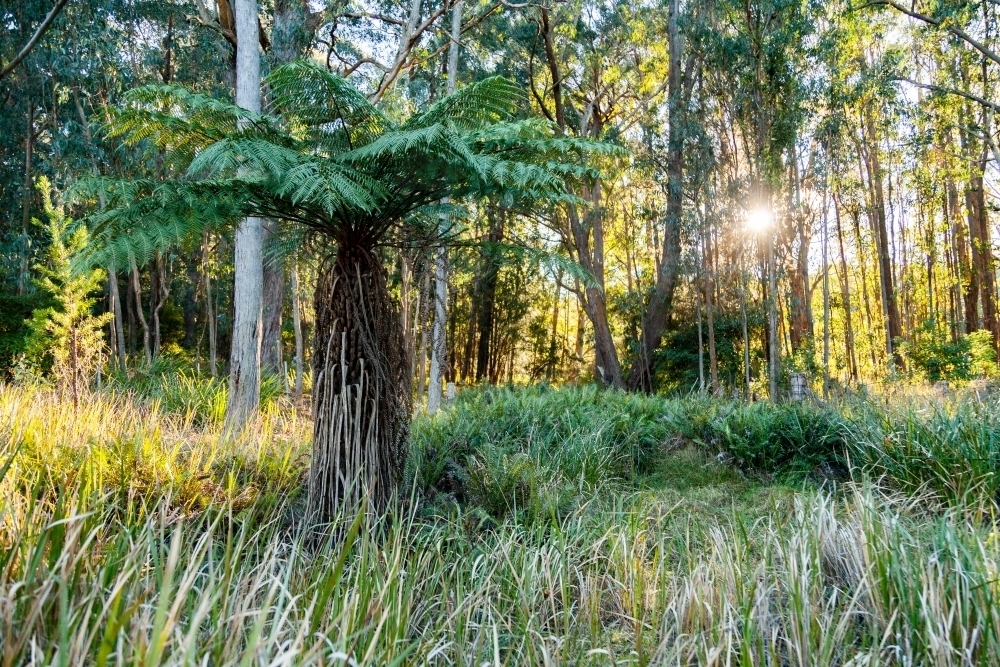 Large green tree fern in bushland with sunshine through trees - Australian Stock Image