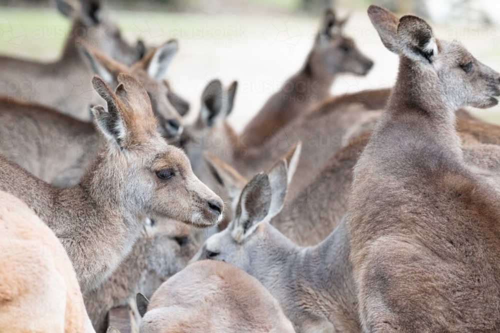 Large group of kangaroos at a feeding trough in a kangaroo sanctuary - Australian Stock Image