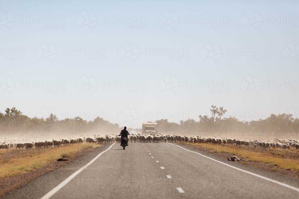 Large group of sheep walking up a highway - Australian Stock Image
