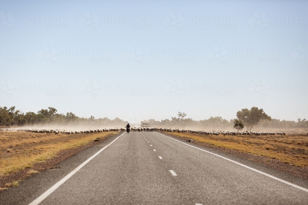 Large group of sheep walking up a highway - Australian Stock Image